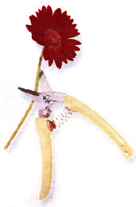 Shear Delight product image